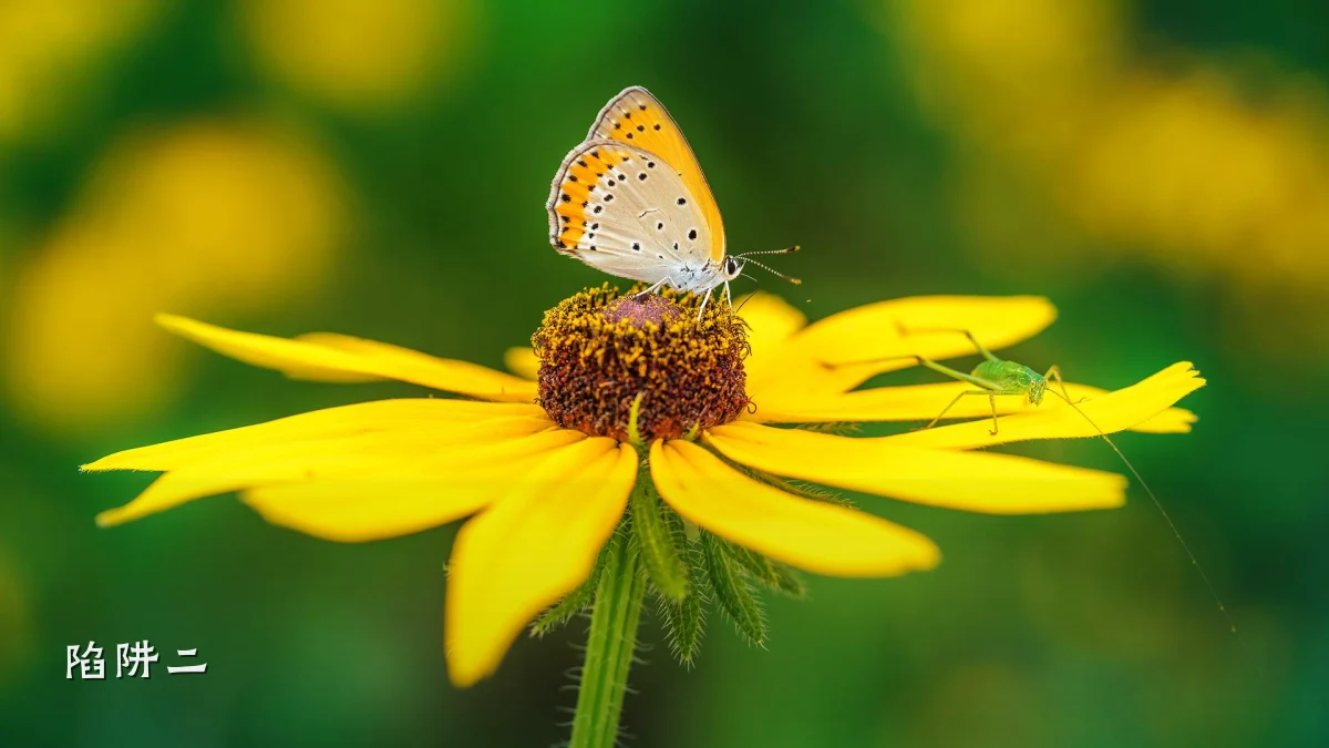陷阱二
