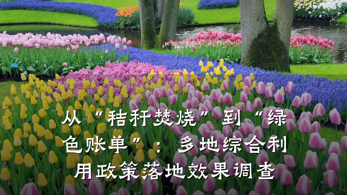 从“秸秆焚烧”到“绿色账单”：多地综合利用政策落地效果调查