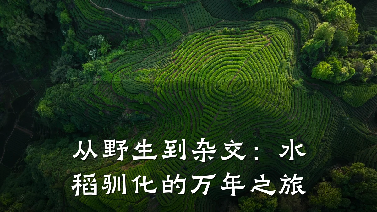 从野生到杂交：水稻驯化的万年之旅