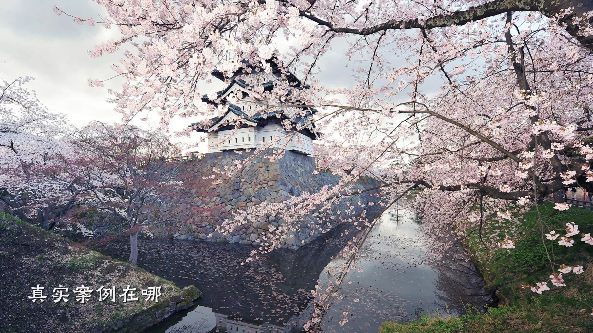 真实案例在哪