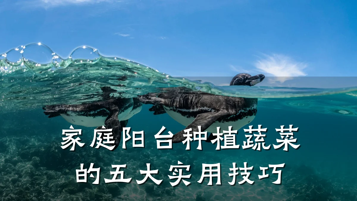 家庭阳台种植蔬菜的五大实用技巧