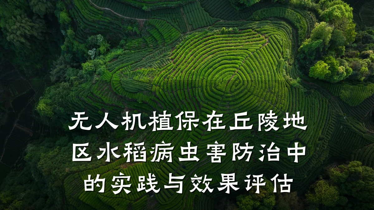 无人机植保在丘陵地区水稻病虫害防治中的实践与效果评估