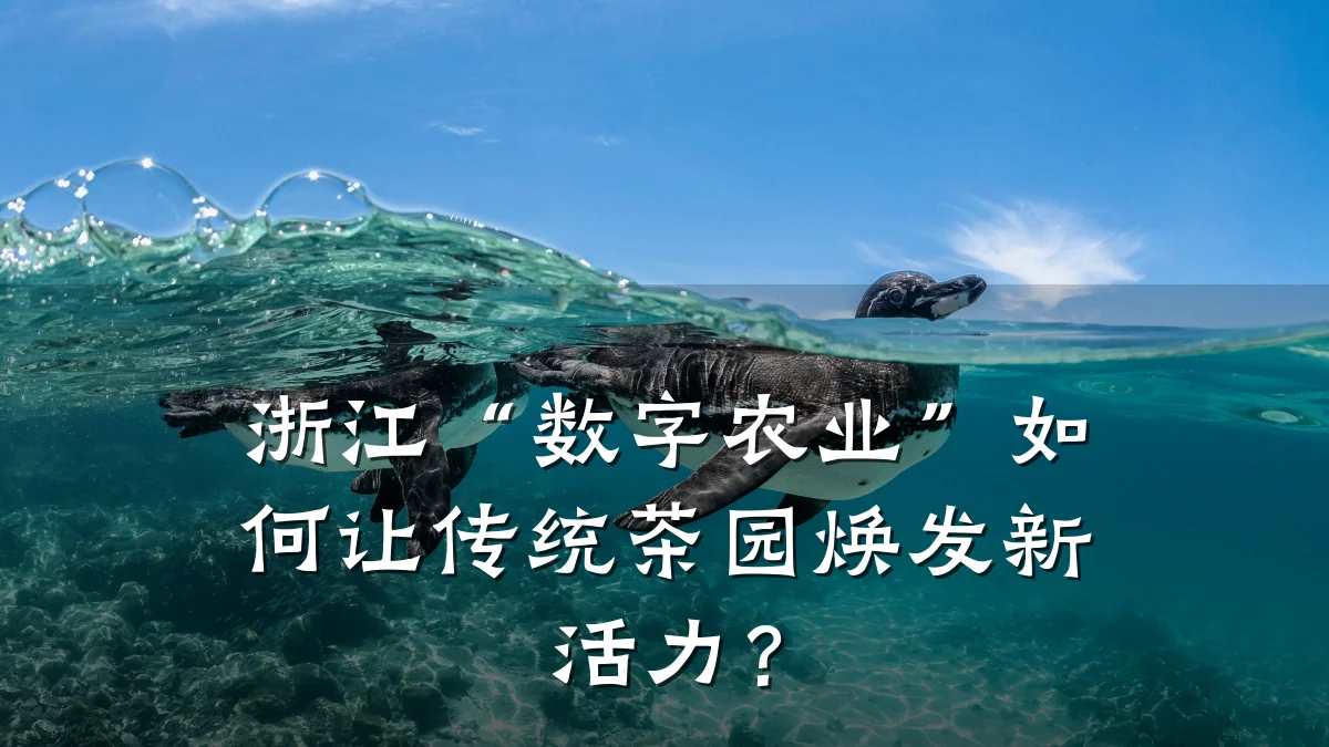 浙江“数字农业”如何让传统茶园焕发新活力？